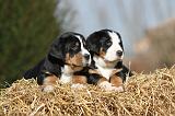 GRAND BOUVIER SUISSE 069